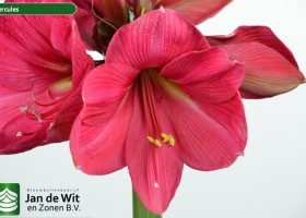 hippeastrum Hercules (2)